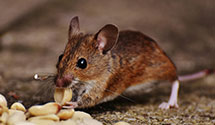 rodent-control Experts in Harlan